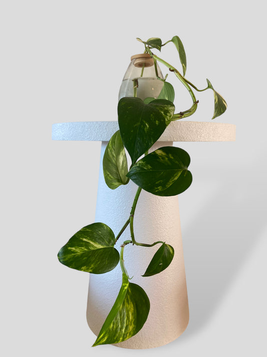 Trailing Golden Pothos in Belly Vase