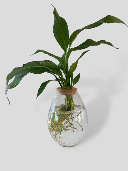 Peace Lily in Belly Vase