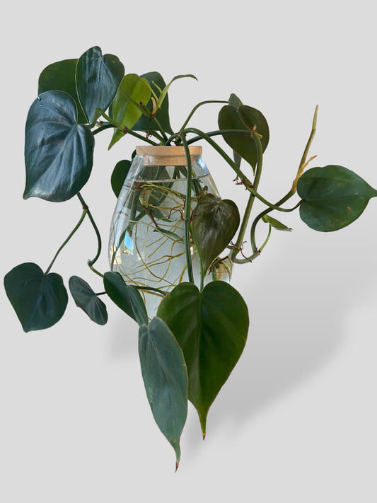 Heartleaf Philodendron in Belly Vase