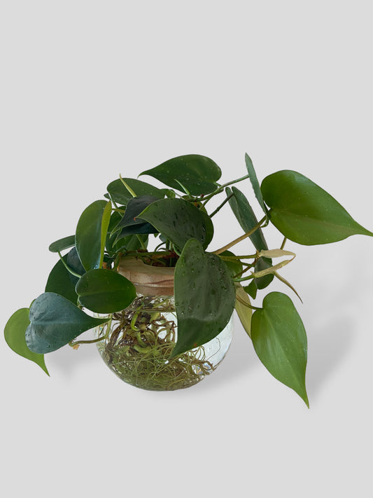 Heartleaf Philodendron in Small Sphere