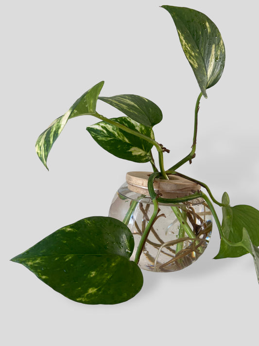 Golden Pothos in Small Sphere