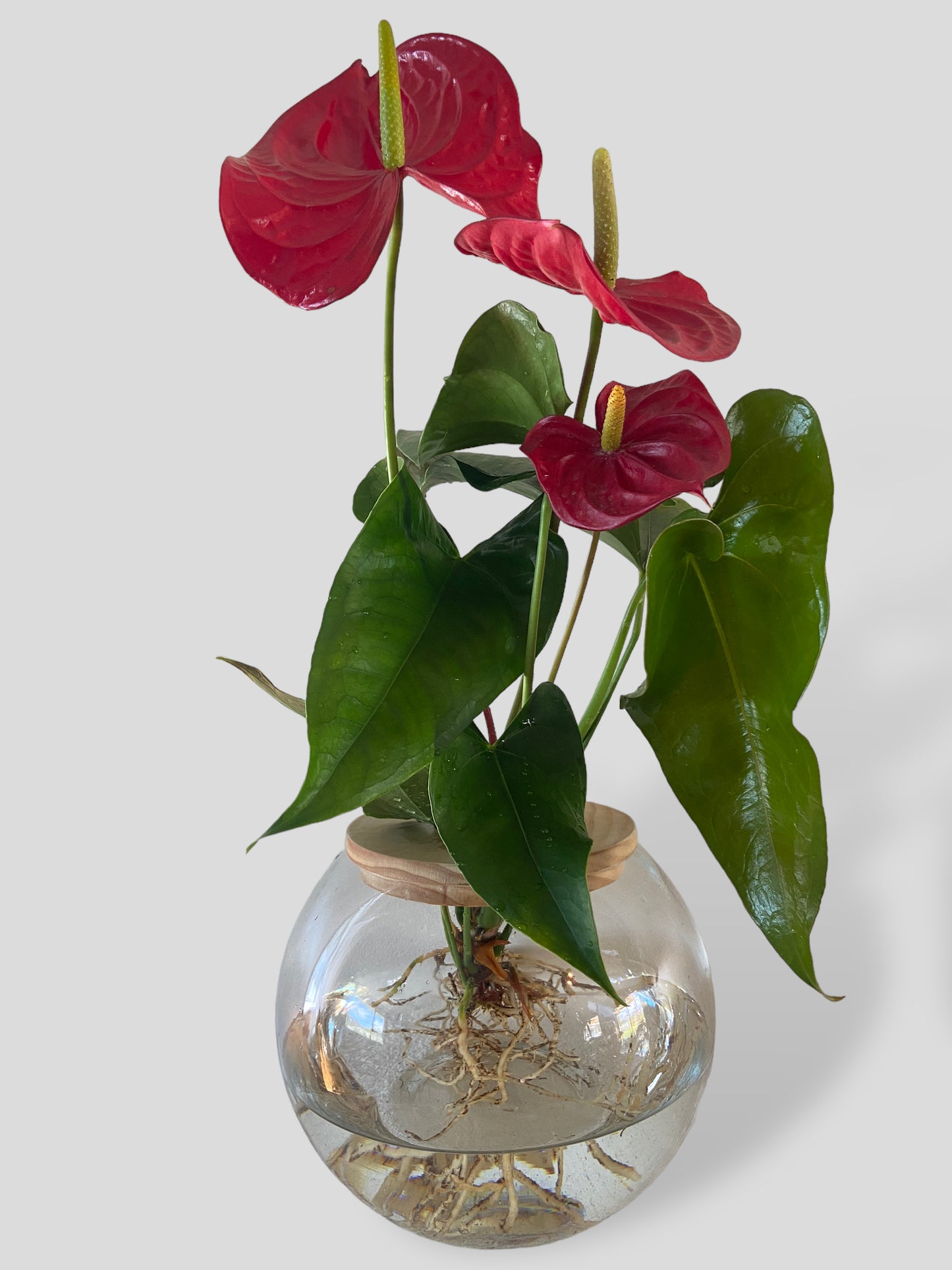 Red Anthurium in Large Sphere Vase