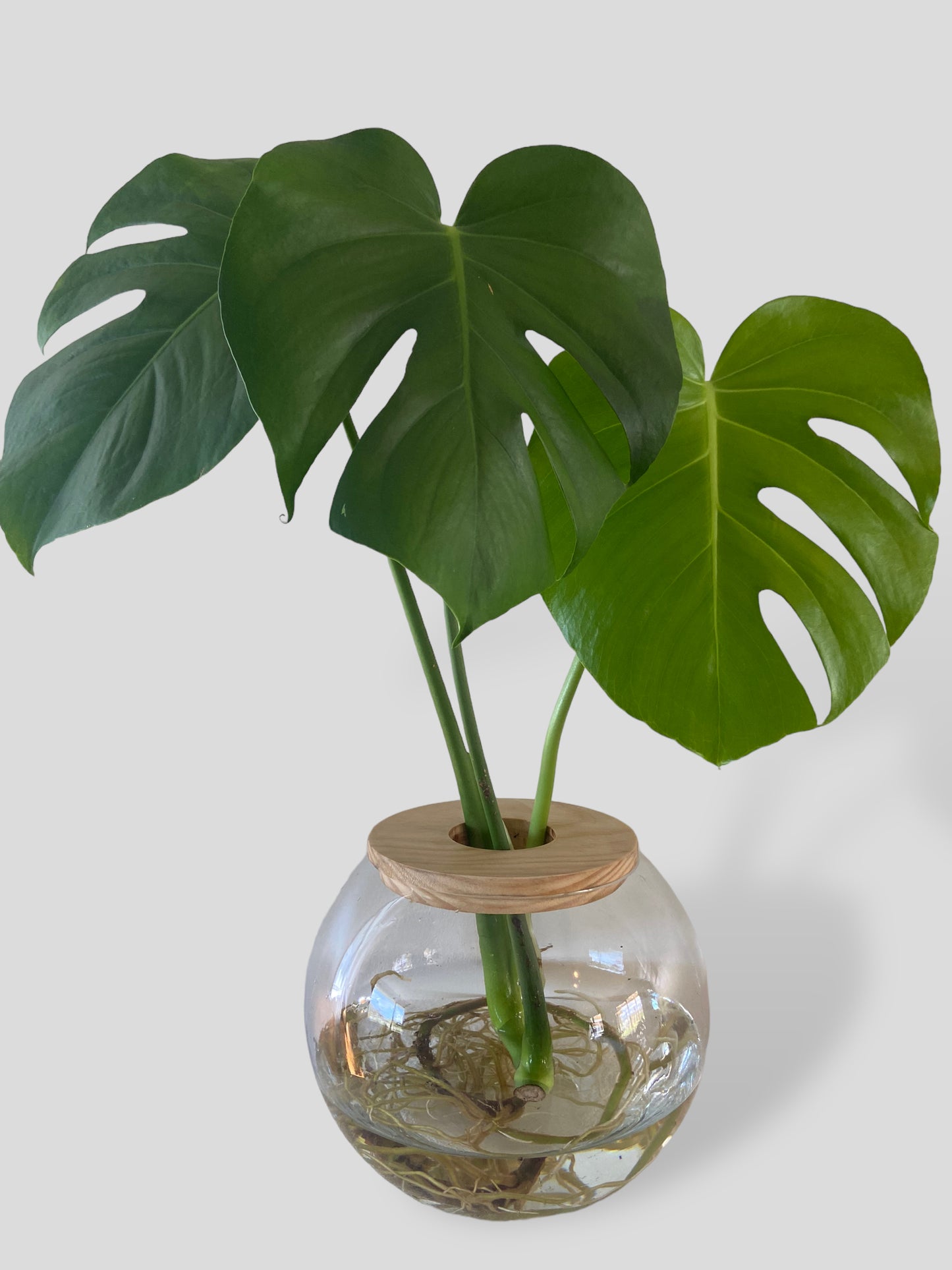 Monstera Deliciosa in Large Sphere